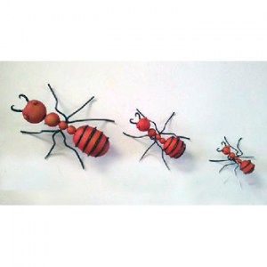 MAR-EN014 ants